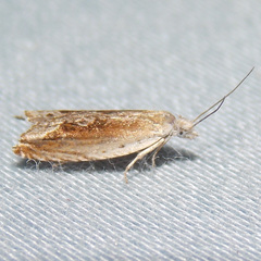 Ancylis goodelliana