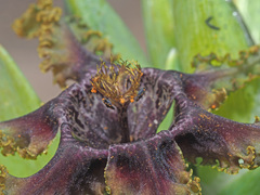 Ferraria foliosa