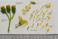 Senecio rosmarinifolius