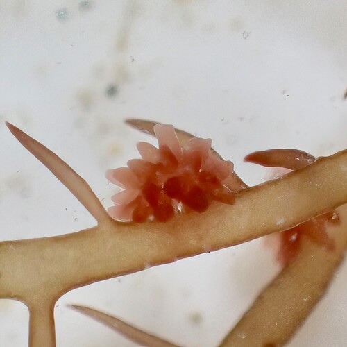 Hypneocolax stellaris