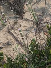 Bolandia pinnatifida