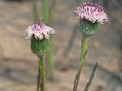 Bolandia pinnatifida