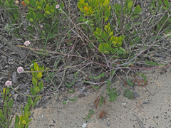 Bolandia pinnatifida