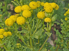 Oncosiphon sabulosus