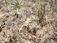 Bulbine inamarxiae