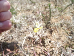 Bulbine inamarxiae