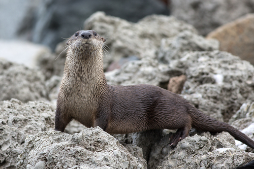 North American River Otter photographed in North Carolina