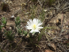 Trichodiadema orientale