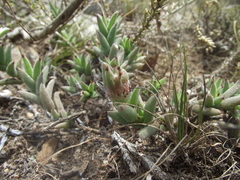 Trichodiadema orientale