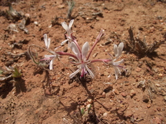 Pelargonium campestre