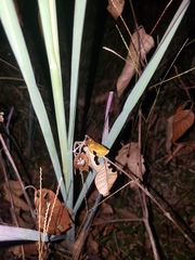 Dendropsophus parviceps