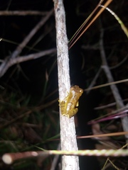 Dendropsophus parviceps
