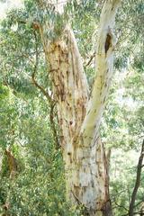 Eucalyptus cypellocarpa