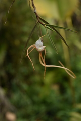 Angraecum mirabile