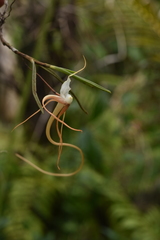 Angraecum mirabile