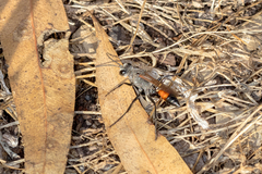 Podalonia tydei suspiciosa