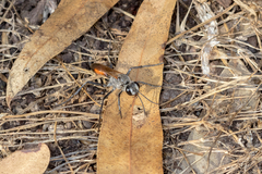 Podalonia tydei suspiciosa