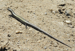 Ablepharus kitaibelii