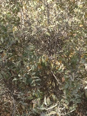 Pistacia terebinthus palaestina