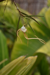 Angraecum mirabile