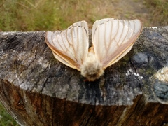 Heliconisa pagenstecheri
