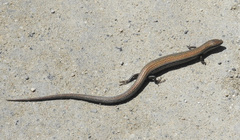 Ablepharus kitaibelii