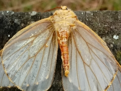 Heliconisa pagenstecheri