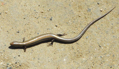 Ablepharus kitaibelii