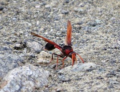 Delta pyriforme circinale