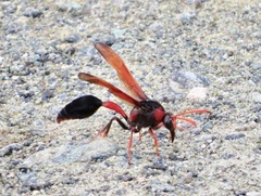 Delta pyriforme circinale