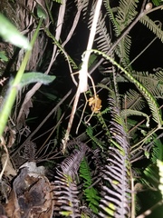 Dendropsophus sarayacuensis