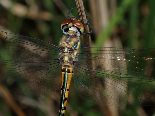 Australian Emerald Dragonfly photo 3