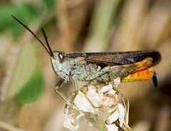 Chorthippus maritimus maritimus