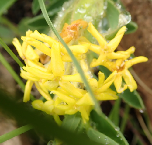 Image of Lasiosiphon polyanthus by no rights reserved