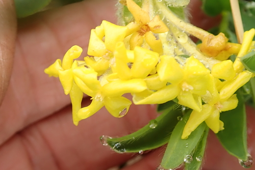 Image of Lasiosiphon polyanthus by no rights reserved