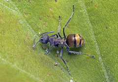 Polyrhachis aurea