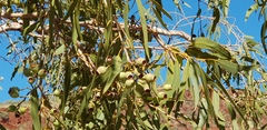 Corymbia hamersleyana