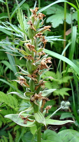 Keyflower (Dactylorhiza aristata)