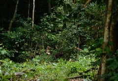 Mandrillus sphinx