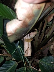 Dendropsophus parviceps