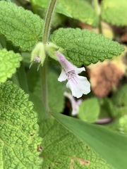 Stachys arachnoidea