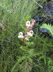 Disa uncinata