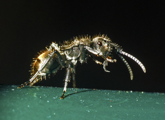 Polyrhachis aurea