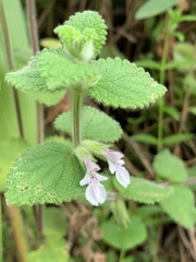 Stachys arachnoidea