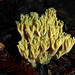 Ramaria apiculata - Photo (c) Donna Pomeroy, algunos derechos reservados (CC BY-NC), subido por Donna Pomeroy