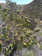 Leucospermum utriculosum, photograph (c) Brian du Preez, some rights reserved (CC BY-SA)