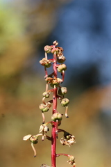 Pyrola picta