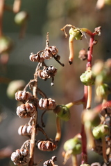 Pyrola picta