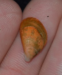 Septifer bilocularis