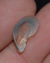Septifer bilocularis